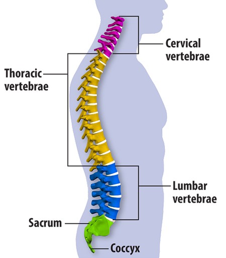 Back Anatomy Chart